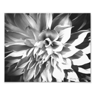 Impression Photo Chrysanthème noir et blanc Imprimer 8 x 10