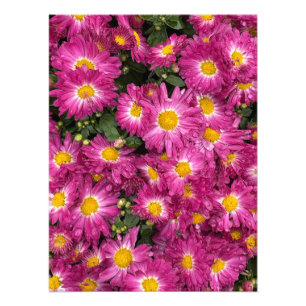 Impression Photo Chrysanthèmes fleurit à l'automne