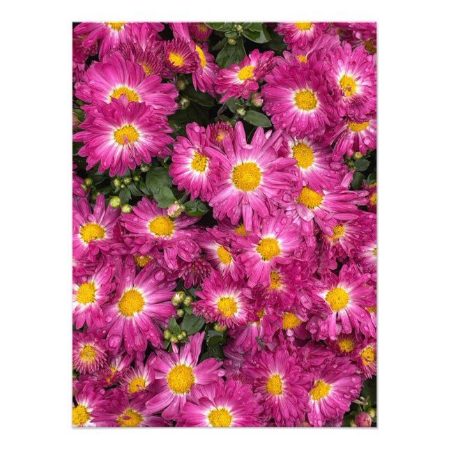 Impression Photo Chrysanthèmes fleurit à l'automne (Devant)