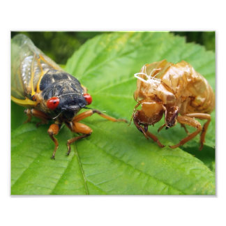 Impression Photo cicada and shell