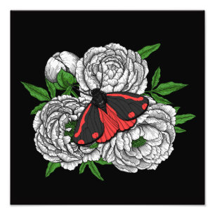 Impression Photo Cinnabar moth