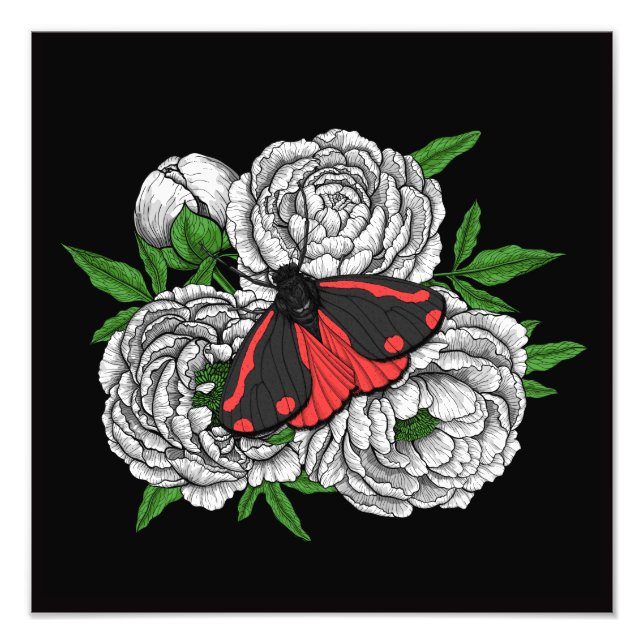 Impression Photo Cinnabar moth (Devant)