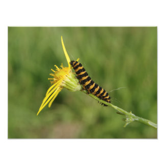 Impression Photo Cinnabar Moth Caterpillar Sur Ragwort