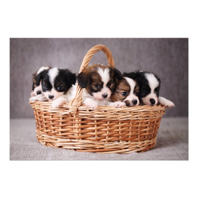 Impression Photo Cinq mignons chiots dans un panier (Devant)