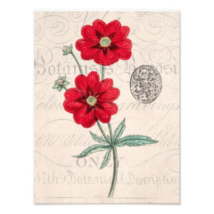 Impression Photo Cinquefoil rouge de botanique de fleur de 1800s