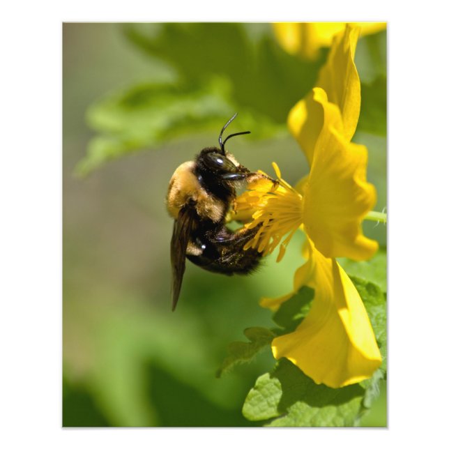 Impression Photo Closeup Bumble (Devant)