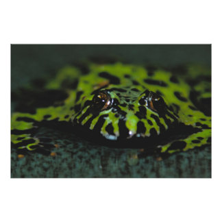 Impression Photo Closeup de crapaud Bellied Fire