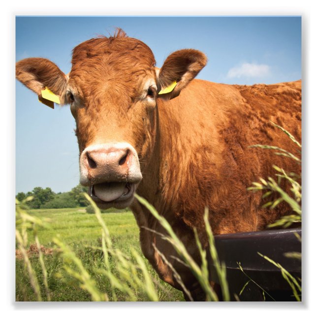 Impression Photo Closeup de vache à pâturage (Devant)