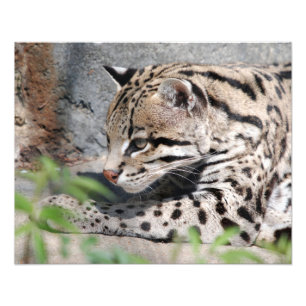 Impression Photo Closeup d'ocelot