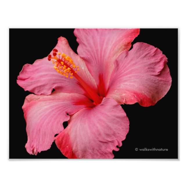 Impression Photo Closeup d'un magnifique Hibiscus rose (Devant)