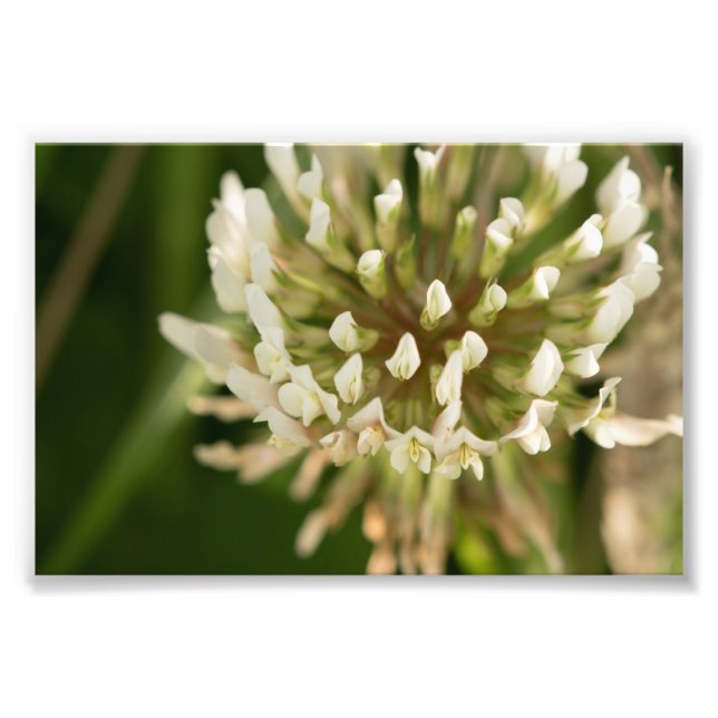 Impression Photo Clover blanc (Devant)