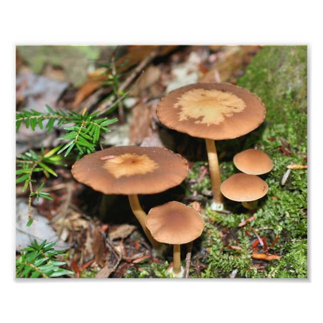 Impression Photo Cluster de champignons Brown sauvages 8x10 (Devant)