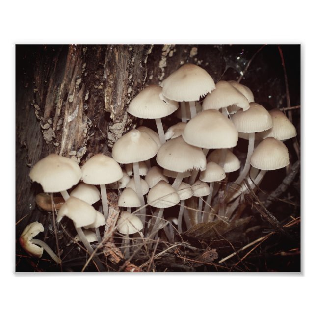 Impression Photo Cluster de champignons sauvages blancs 8x10 (Devant)