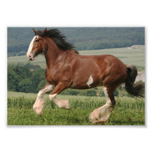 Impression Photo Clydesdale Horse