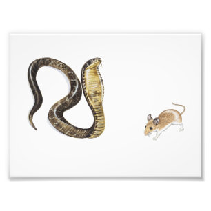 Impression Photo Cobra contre Rat