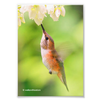 Impression Photo Cochons roux de colibri Nectar de fleur de bleuets