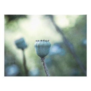 Impression Photo Coeurs orientaux de pavot dans un jardin ombragé