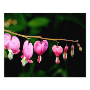 Impression Photo Coeurs saignants