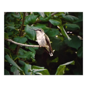 Impression Photo Colibri