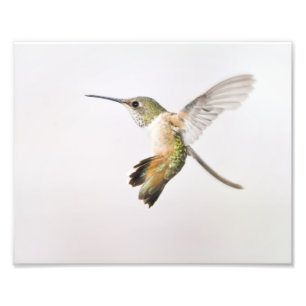 Impression Photo Colibri