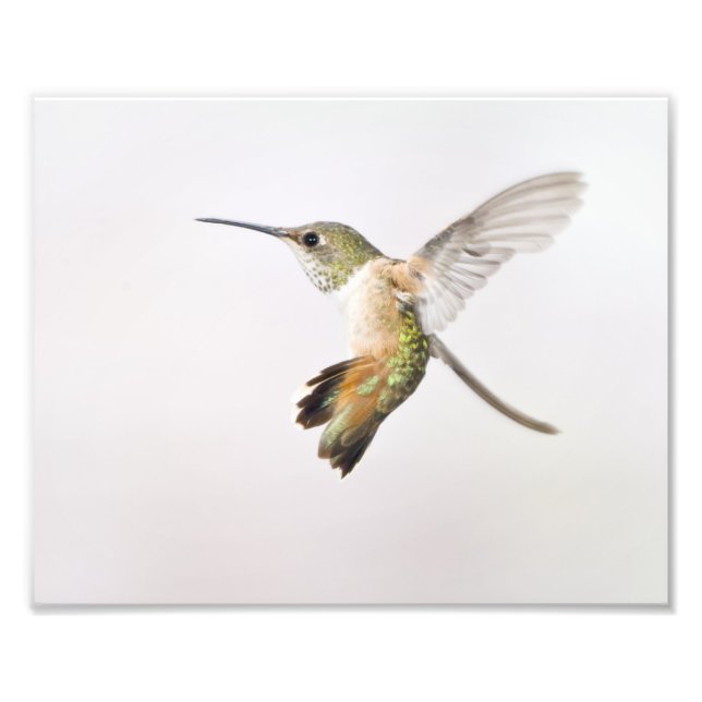 Impression Photo Colibri (Devant)