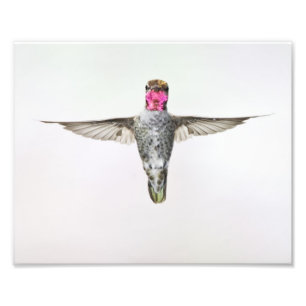 Impression Photo Colibri