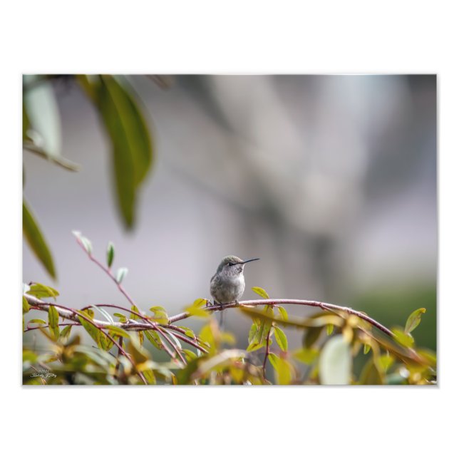 Impression Photo Colibri 3346 (Devant)