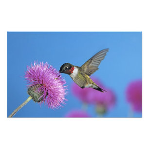 Impression Photo Colibri à gorge rubis
