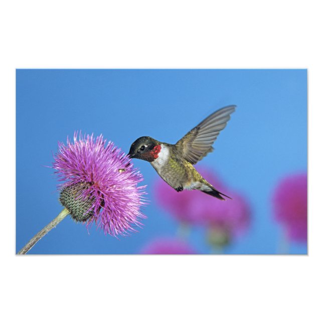 Impression Photo Colibri à gorge rubis (Devant)