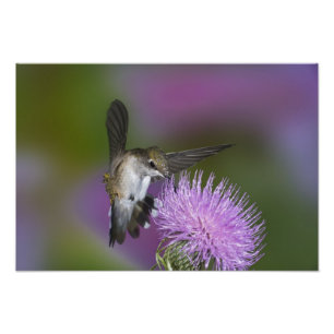 Impression Photo Colibri à gorge rubis en vol au chardon