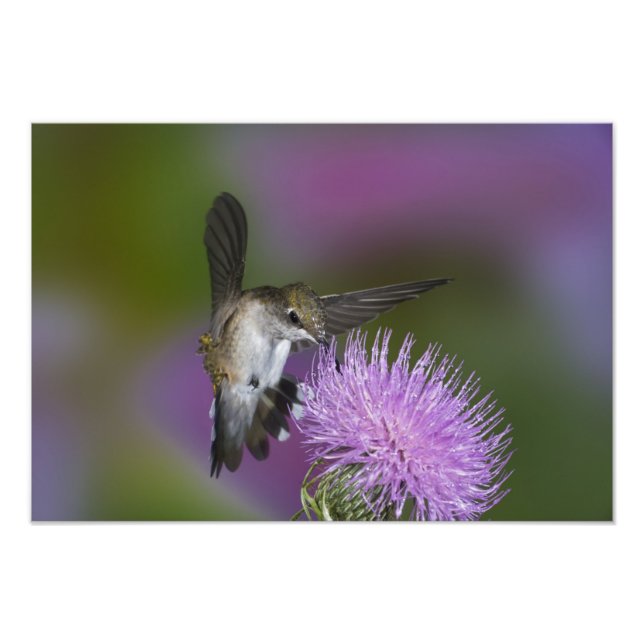 Impression Photo Colibri à gorge rubis en vol au chardon (Devant)