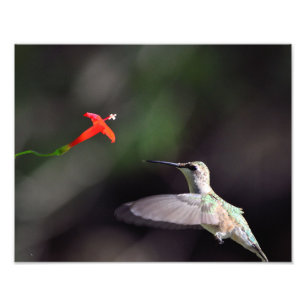 Impression Photo Colibri à gorge rubis et grimpeur cardinal