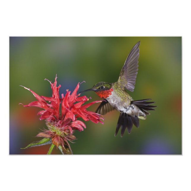 Impression Photo Colibri à gorge rubis mâle (Devant)