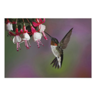 Impression Photo Colibri à gorge rubis mâle