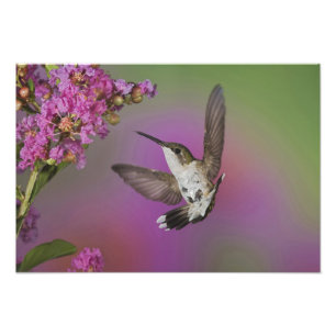 Impression Photo Colibri à gorge rubis mâle juvénile
