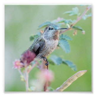 Impression Photo Colibri à la fleur rose