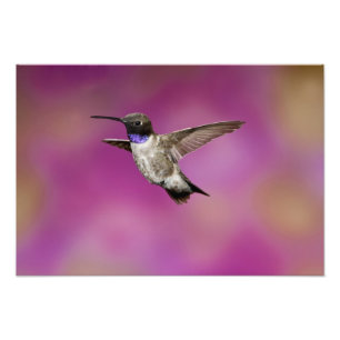 Impression Photo Colibri à poitrine noire, Archilochus