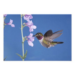 Impression Photo Colibri à queue large, Selasphorus