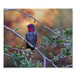 Impression Photo colibri au coucher du soleil