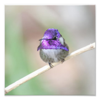 Impression Photo Colibri de Costa