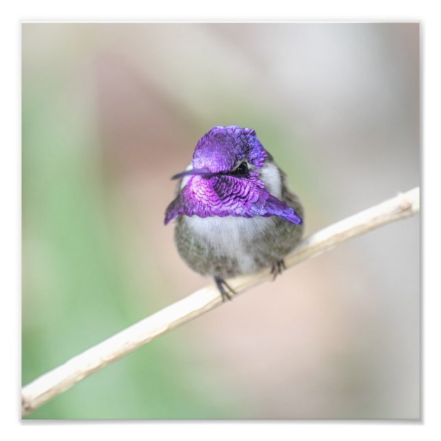 Impression Photo Colibri de Costa (Devant)