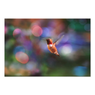 Impression Photo Colibri de vol et arrière - plan coloré