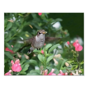 Impression Photo Colibri devant une fleur