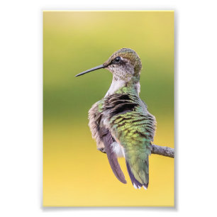 Impression Photo Colibri en alerte