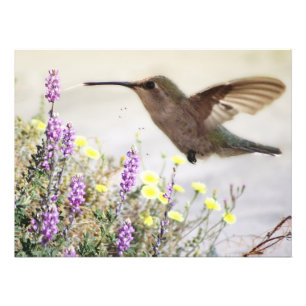 Impression Photo Colibri et Art numérique Fleur sauvage