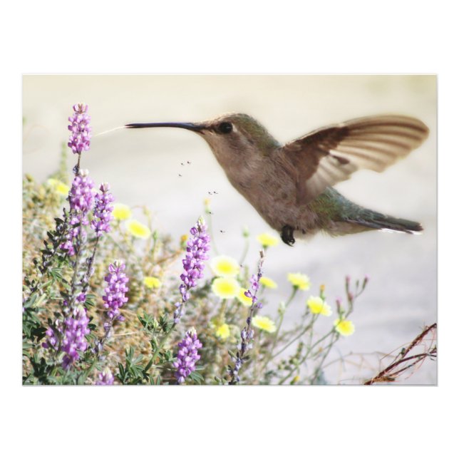 Impression Photo Colibri et Art numérique Fleur sauvage (Devant)