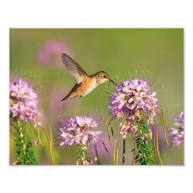 Impression Photo Colibri et Fleur sauvage (Devant)