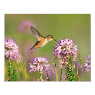 Impression Photo Colibri et fleurs sauvages