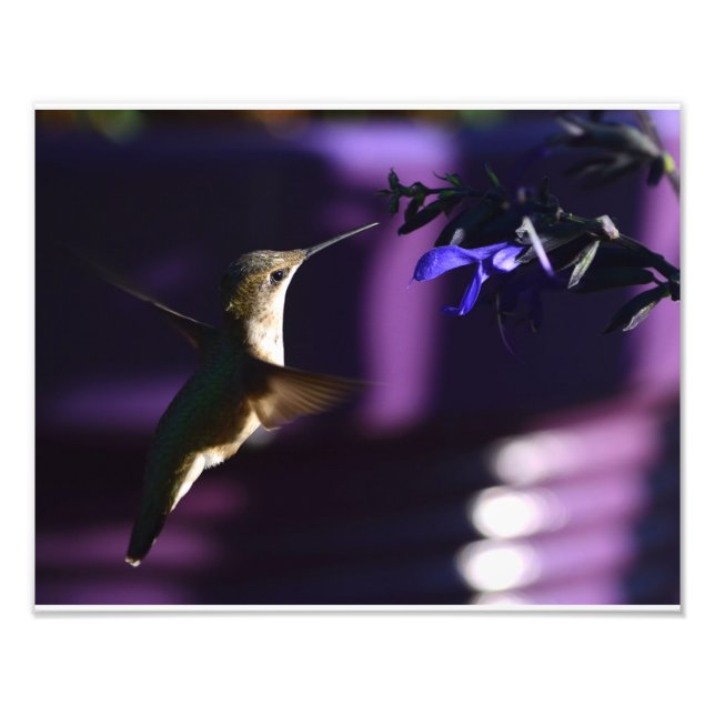 Impression Photo Colibri et Salvia Black & Blue (Devant)