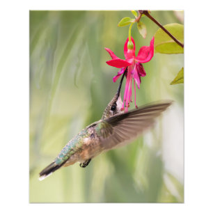 Impression Photo Colibri préféré de Fuchsia